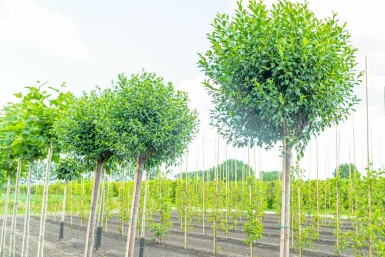 Mittlere Weichsel Prunus x eminens 'Umbraculifera' Hochstamm Prunus x eminens 'Umbraculifera' Hochstamm