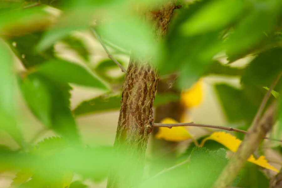 März-Kirsche Prunus incisa 'The Bride' Hochstamm Stammumfang 14-16 T Prunus incisa 'The Bride' Hochstamm 14/16