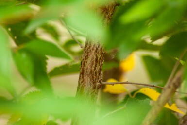 März-Kirsche Prunus incisa 'The Bride' Mehrstämmig 250-300 T Prunus incisa 'The Bride' Mehrstämmig 250-300