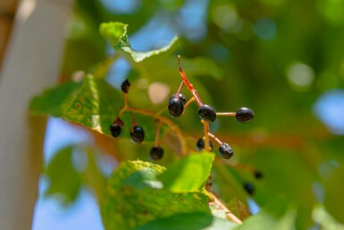 Amur-Kirsche Prunus maackii 'Amber Beauty' Hochstamm Stammumfang 14-16 T Prunus maackii 'Amber Beauty' Hochstamm 14/16