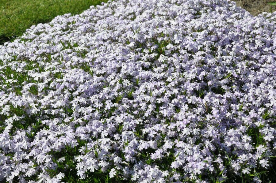 Polster-Phlox Phlox subulata 'Emerald Cushion Blue' 5-10 Topf 9x9 cm (P9) Phlox subulata 'Emerald Cushion Blue'