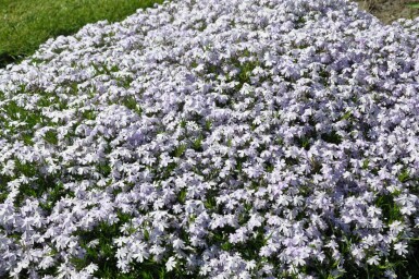 Polster-Phlox Phlox subulata 'Emerald Cushion Blue' 5-10 Topf 9x9 cm (P9)