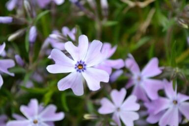 Polster-Phlox Phlox subulata 'Emerald Cushion Blue' 5-10 Topf 9x9 cm (P9)