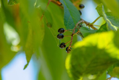 Amur-Kirsche Prunus maackii 'Amber Beauty' Mehrstämmig 300-350 T Prunus maackii 'Amber Beauty' Mehrstämmig 300-350