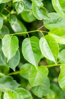 Steinweichsel Prunus mahaleb Mehrstämmig 200-250 T Prunus mahaleb Mehrstämmig 200-250