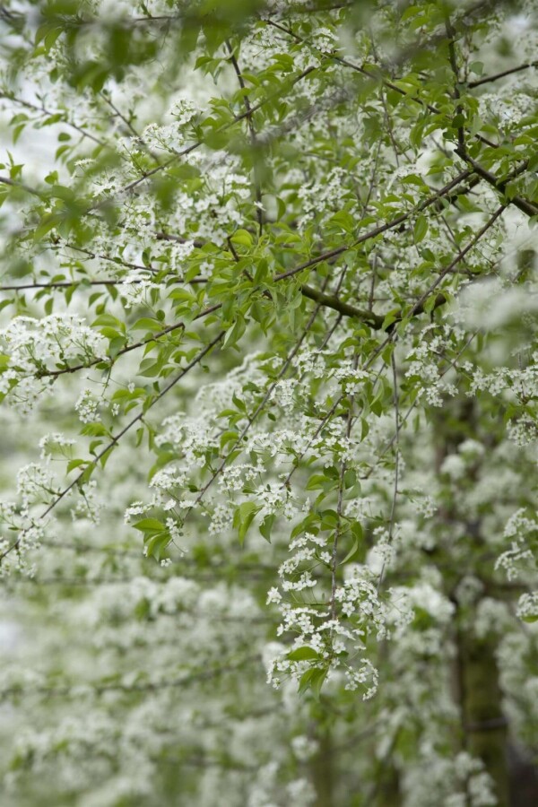 Steinweichsel Prunus mahaleb Mehrstämmig 200-250 T Prunus mahaleb Mehrstämmig 200-250