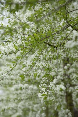 Steinweichsel Prunus mahaleb Mehrstämmig 200-250 T Prunus mahaleb Mehrstämmig 200-250