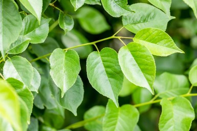 Steinweichsel Prunus mahaleb Mehrstämmig 200-250 T Prunus mahaleb Mehrstämmig 200-250