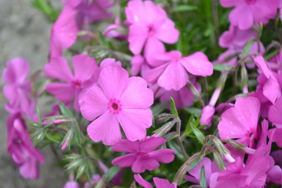Polster-Phlox Phlox subulata 'Mac Daniel's Cushion' 5-10 Topf 9x9 cm (P9) Phlox subulata 'Mac Daniel's Cushion'