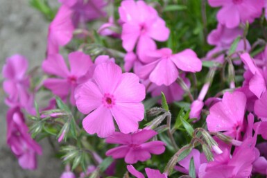 Polster-Phlox Phlox subulata 'Mac Daniel's Cushion' 5-10 Topf 9x9 cm (P9) Phlox subulata 'Mac Daniel's Cushion'