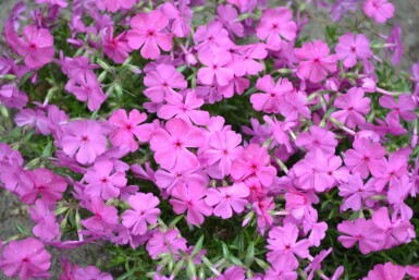 Polster-Phlox Phlox subulata 'Mac Daniel's Cushion' 5-10 Topf 9x9 cm (P9) Phlox subulata 'Mac Daniel's Cushion'