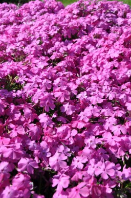 Polster-Phlox Phlox subulata 'Mac Daniel's Cushion' 5-10 Topf 9x9 cm (P9) Phlox subulata 'Mac Daniel's Cushion'