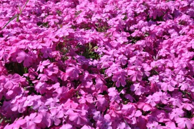 Polster-Phlox Phlox subulata 'Mac Daniel's Cushion' 5-10 Topf 9x9 cm (P9) Phlox subulata 'Mac Daniel's Cushion'