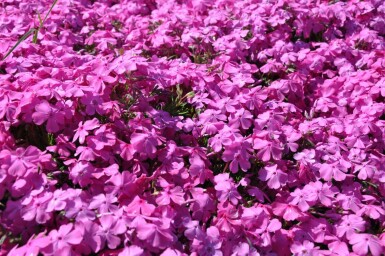 Polster-Phlox Phlox subulata 'Mac Daniel's Cushion' 5-10 Topf 9x9 cm (P9)