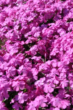 Polster-Phlox Phlox subulata 'Mac Daniel's Cushion' 5-10 Topf 9x9 cm (P9) Phlox subulata 'Mac Daniel's Cushion'
