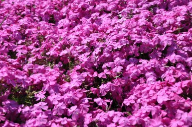 Polster-Phlox Phlox subulata 'Mac Daniel's Cushion' 5-10 Topf 9x9 cm (P9) Phlox subulata 'Mac Daniel's Cushion'