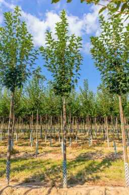 Traubenkirsche Prunus padus Prunus padus