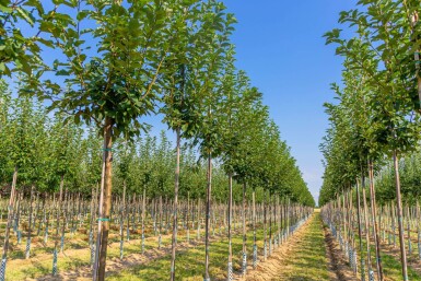 Traubenkirsche Prunus padus Hochstamm Stammumfang 10-12 T Prunus padus Hochstamm 10/12
