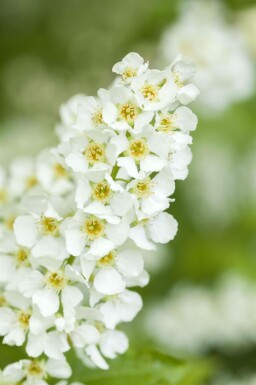 Traubenkirsche Prunus padus Hochstamm Stammumfang 10-12 T Prunus padus Hochstamm 10/12