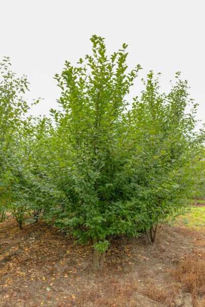 Traubenkirsche Prunus padus Mehrstämmig 400-450 T Prunus padus Mehrstämmig 400-450