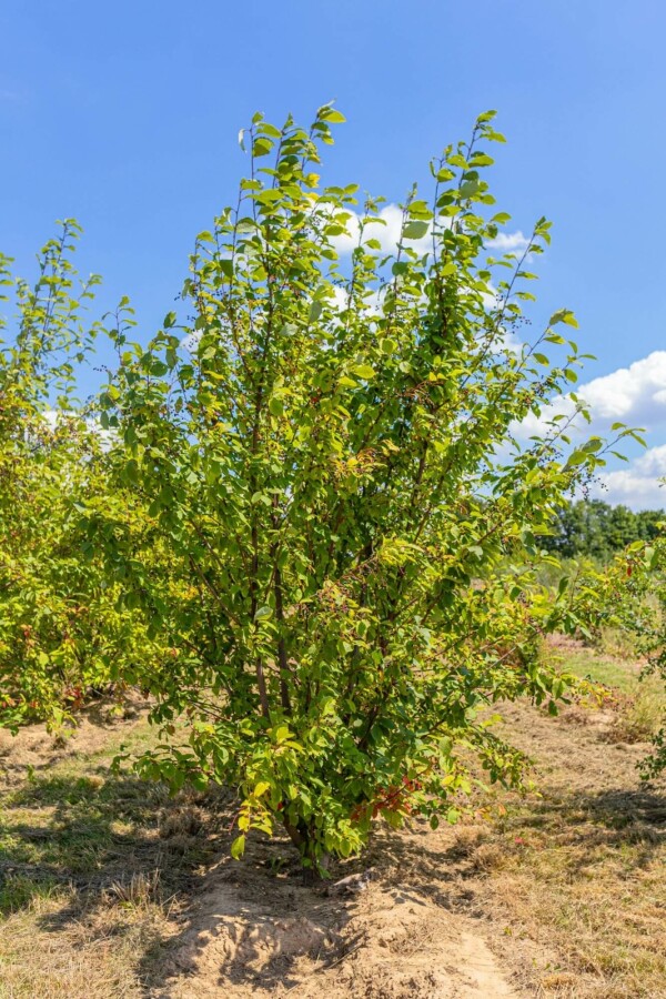 Traubenkirsche Prunus padus Mehrstämmig 400-450 T Prunus padus Mehrstämmig 400-450