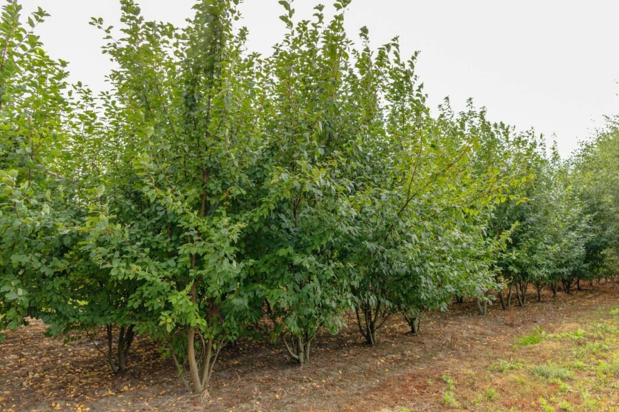 Traubenkirsche Prunus padus Mehrstämmig 400-450 T Prunus padus Mehrstämmig 400-450