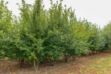 Traubenkirsche Prunus padus Mehrstämmig 400-450 T Prunus padus Mehrstämmig 400-450