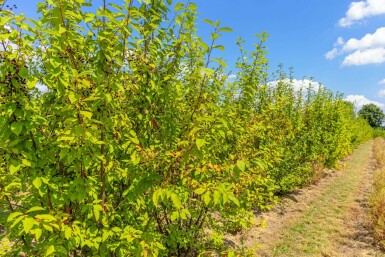 Traubenkirsche Prunus padus Mehrstämmig 400-450 T Prunus padus Mehrstämmig 400-450