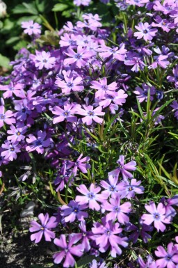 Phlox subulata 'Purple Beauty'