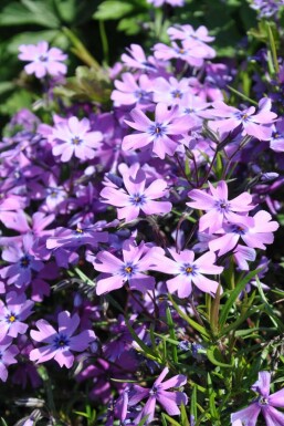 Flammenblume Phlox subulata 'Purple Beauty' 5-10 Topf 9x9 cm (P9)