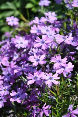 Flammenblume Phlox subulata 'Purple Beauty' 5-10 Topf 9x9 cm (P9) Phlox subulata 'Purple Beauty'
