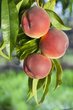 Pfirsich Prunus persica Prunus persica