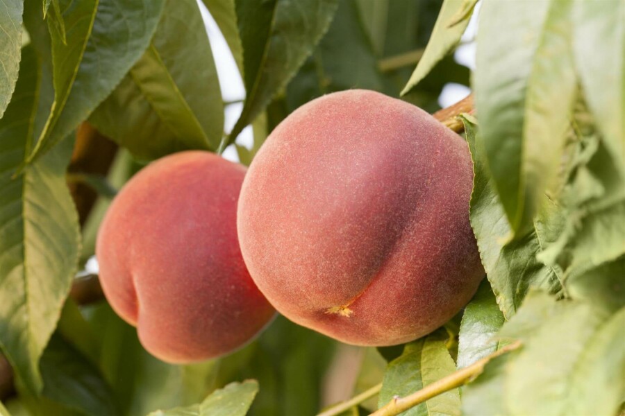 Pfirsich Prunus persica Hochstamm Stammumfang 10-12 T Prunus persica Hochstamm 10/12