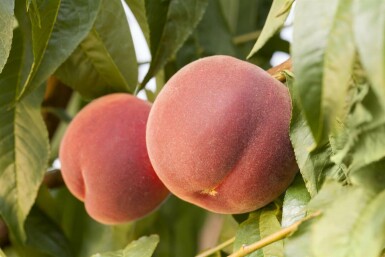 Pfirsich Prunus persica Hochstamm Prunus persica Hochstamm