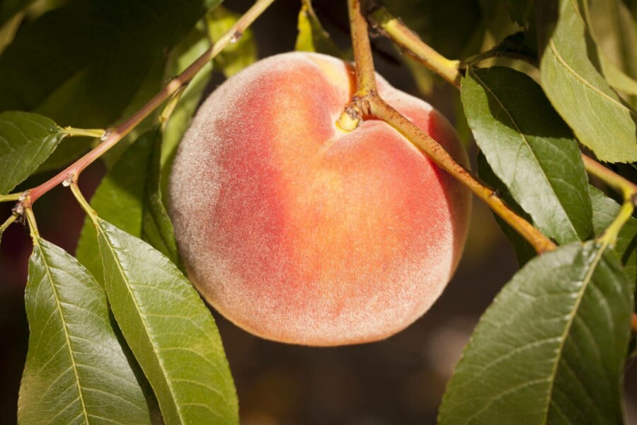 Pfirsich Prunus persica Hochstamm Stammumfang 10-12 T Prunus persica Hochstamm 10/12