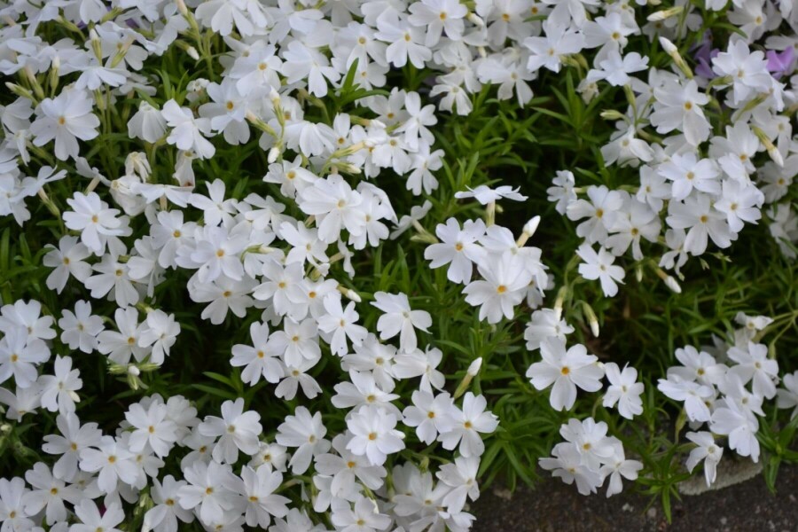 Polster-Phlox Phlox subulata 'White Delight' 5-10 Topf 9x9 cm (P9) Phlox subulata 'White Delight'