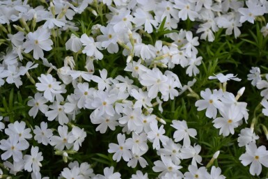 Polster-Phlox Phlox subulata 'White Delight' 5-10 Topf 9x9 cm (P9) Phlox subulata 'White Delight'