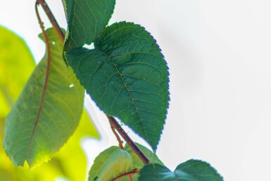 Berg-Kirsche Prunus sargentii Hochstamm Stammumfang 10-12 T Prunus sargentii Hochstamm 10/12