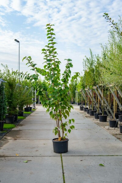 Berg-Kirsche Prunus sargentii Mehrstämmig 250-300 T Prunus sargentii Mehrstämmig 250-300