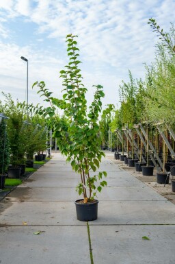 Berg-Kirsche Prunus sargentii Mehrstämmig 250-300 T Prunus sargentii Mehrstämmig 250-300