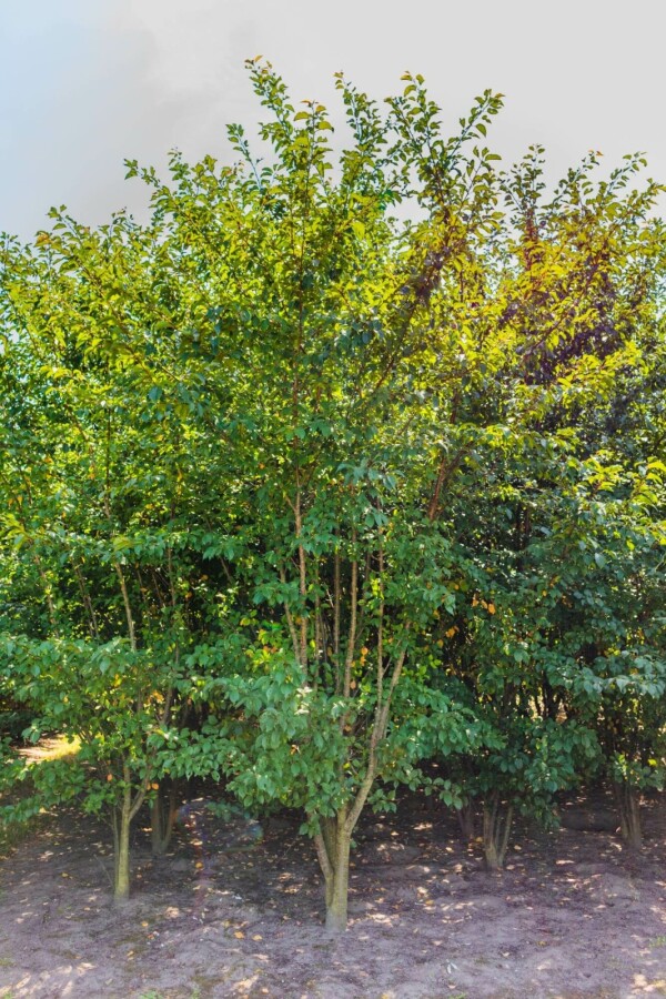 Berg-Kirsche Prunus sargentii Mehrstämmig 250-300 T Prunus sargentii Mehrstämmig 250-300