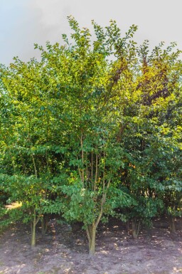 Berg-Kirsche Prunus sargentii Mehrstämmig 250-300 T Prunus sargentii Mehrstämmig 250-300