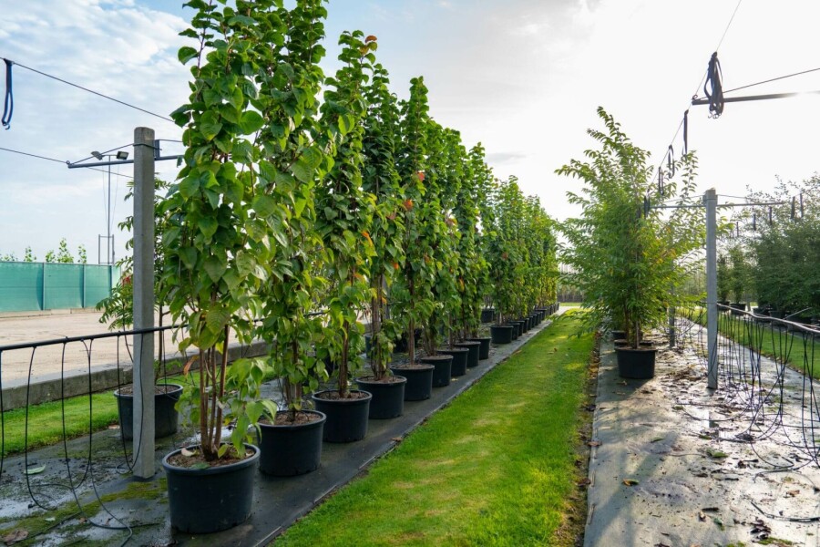 Berg-Kirsche Prunus sargentii Mehrstämmig 250-300 T Prunus sargentii Mehrstämmig 250-300