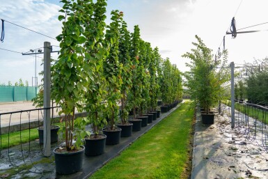 Berg-Kirsche Prunus sargentii Mehrstämmig 250-300 T Prunus sargentii Mehrstämmig 250-300