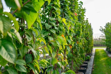 Berg-Kirsche Prunus sargentii Mehrstämmig 250-300 T Prunus sargentii Mehrstämmig 250-300