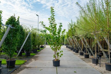 Berg-Kirsche Prunus sargentii Mehrstämmig 250-300 T Prunus sargentii Mehrstämmig 250-300