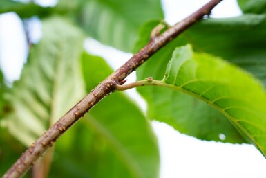 Berg-Kirsche Prunus sargentii Mehrstämmig 250-300 T Prunus sargentii Mehrstämmig 250-300