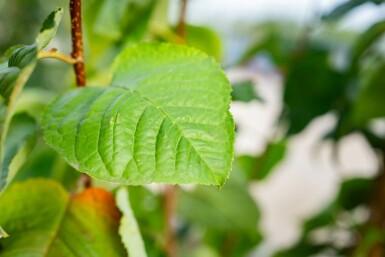 Berg-Kirsche Prunus sargentii Mehrstämmig 250-300 T Prunus sargentii Mehrstämmig 250-300
