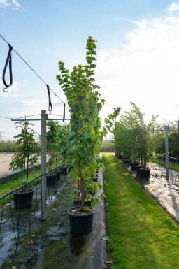 Berg-Kirsche Prunus sargentii Mehrstämmig 250-300 T Prunus sargentii Mehrstämmig 250-300