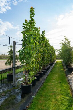 Berg-Kirsche Prunus sargentii Mehrstämmig 250-300 T Prunus sargentii Mehrstämmig 250-300